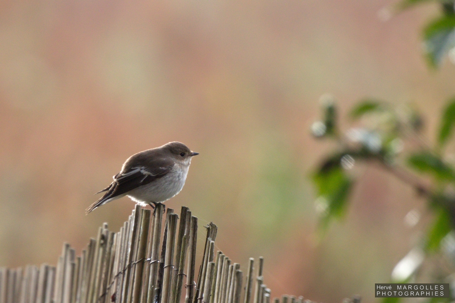 Gobe mouche noir-02.jpg